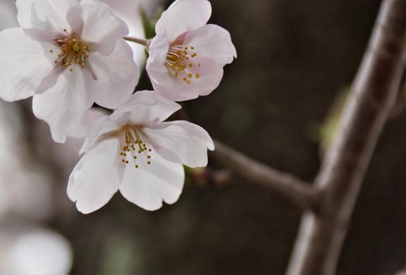For the celebration of Mother`s Day the editor shipped sakuras from Japan and made a video to wish all mothers safe and health