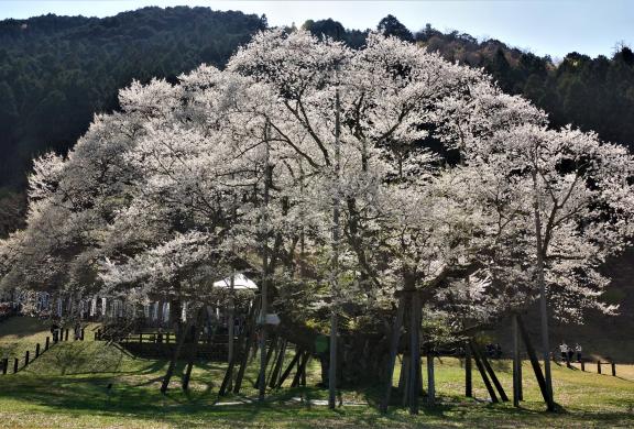 2023 母親節❤️祝福影片
